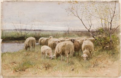 Sheep by Francois Pieter ter Meulen